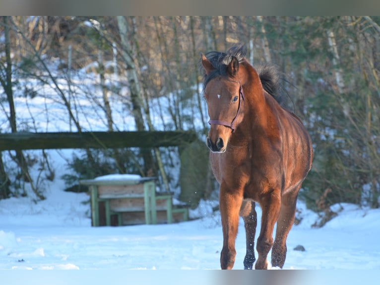Pur-sang arabe Hongre 6 Ans 163 cm Bai in Hartkirchen