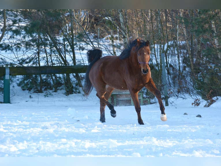 Pur-sang arabe Hongre 6 Ans 163 cm Bai in Hartkirchen