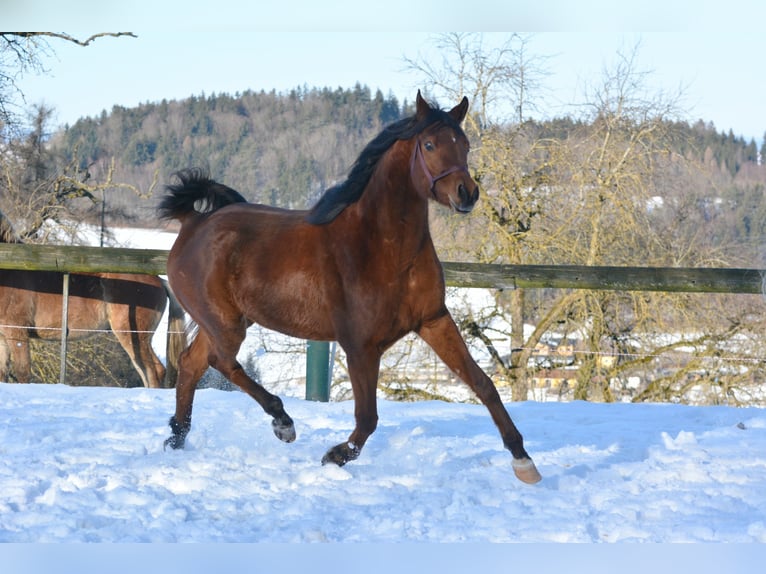 Pur-sang arabe Hongre 6 Ans 163 cm Bai in Hartkirchen