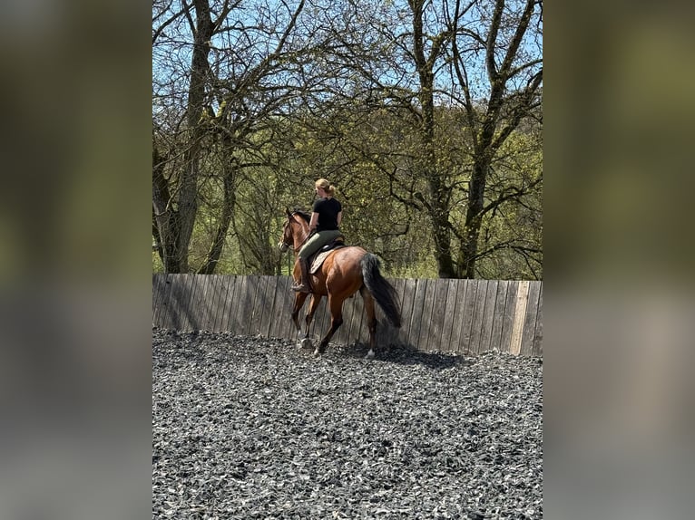 Pur-sang arabe Hongre 6 Ans 163 cm Bai in Mandelbachtal
