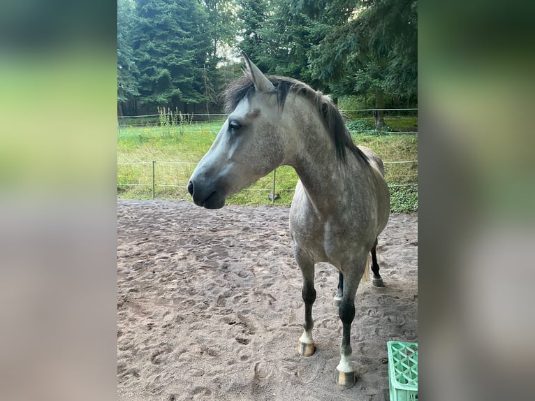 Pur-sang arabe Hongre 7 Ans 149 cm Peut devenir gris in Koblenz
