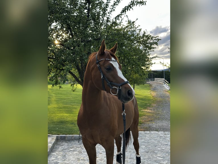 Pur-sang arabe Hongre 7 Ans 150 cm Alezan in Hafning