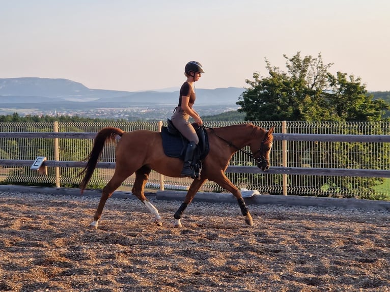 Pur-sang arabe Hongre 7 Ans 150 cm Alezan in Hafning
