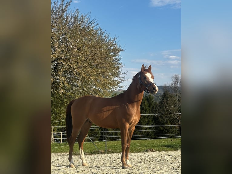 Pur-sang arabe Hongre 7 Ans 150 cm Alezan in Hafning