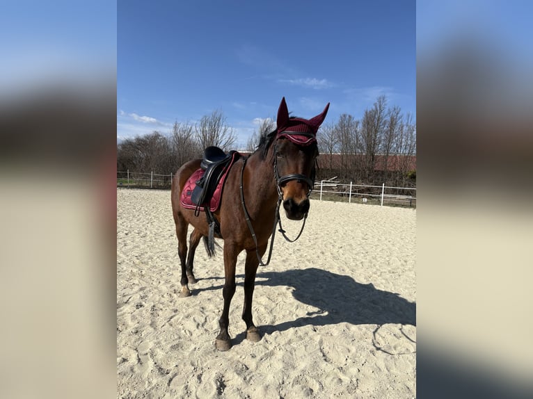 Pur-sang arabe Hongre 7 Ans 150 cm Bai in Neusiedl am Steinfeld