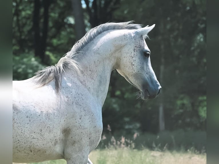 Pur-sang arabe Hongre 7 Ans 152 cm Gris in Bridel