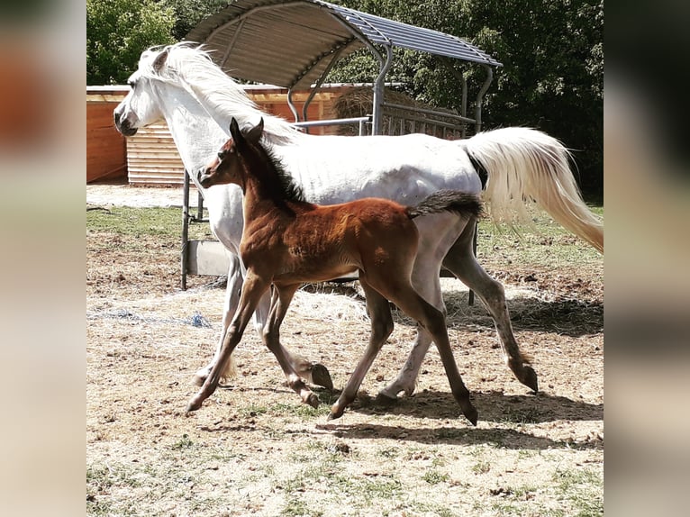 Pur-sang arabe Hongre 7 Ans 152 cm Gris in Bridel