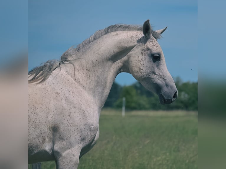 Pur-sang arabe Hongre 7 Ans 152 cm Gris in Bridel