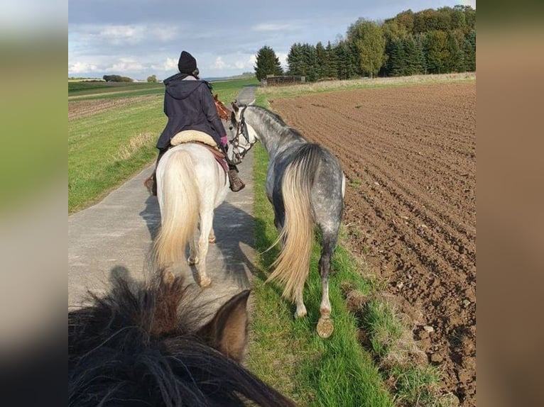 Pur-sang arabe Hongre 7 Ans 152 cm Gris pommelé in Schmitt