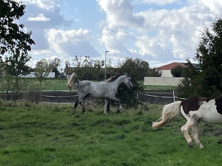 Pur-sang arabe Hongre 7 Ans 153 cm Gris pommelé in Wünsch