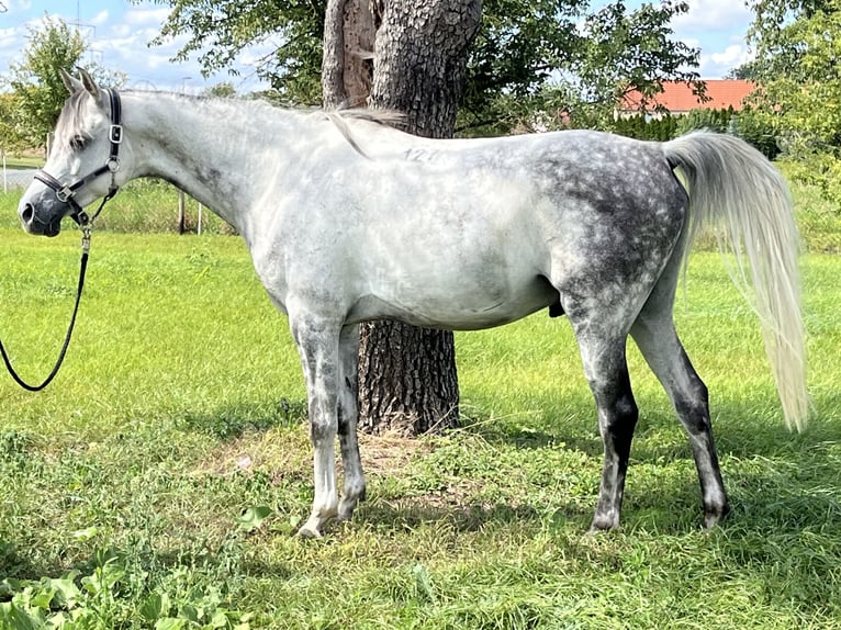 Pur-sang arabe Hongre 7 Ans 153 cm Gris pommelé in Wünsch