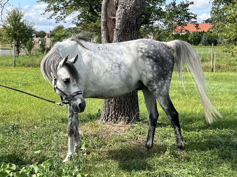 Pur-sang arabe Hongre 7 Ans 153 cm Gris pommelé in Wünsch