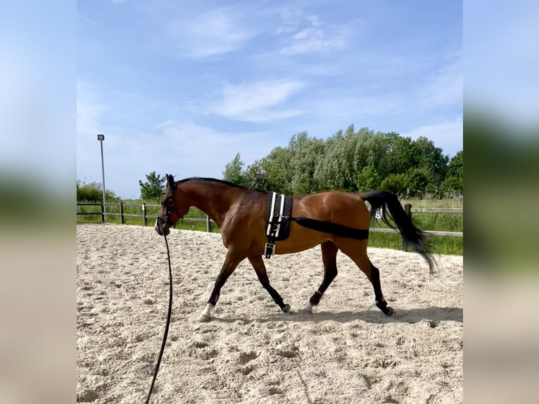 Pur-sang arabe Hongre 7 Ans 154 cm Bai in Wangerland