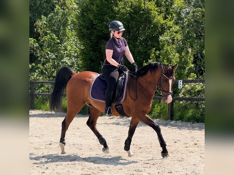 Pur-sang arabe Hongre 7 Ans 154 cm Bai in Wangerland