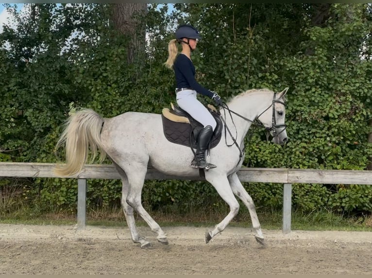 Pur-sang arabe Hongre 7 Ans 154 cm Gris in Süderlügum