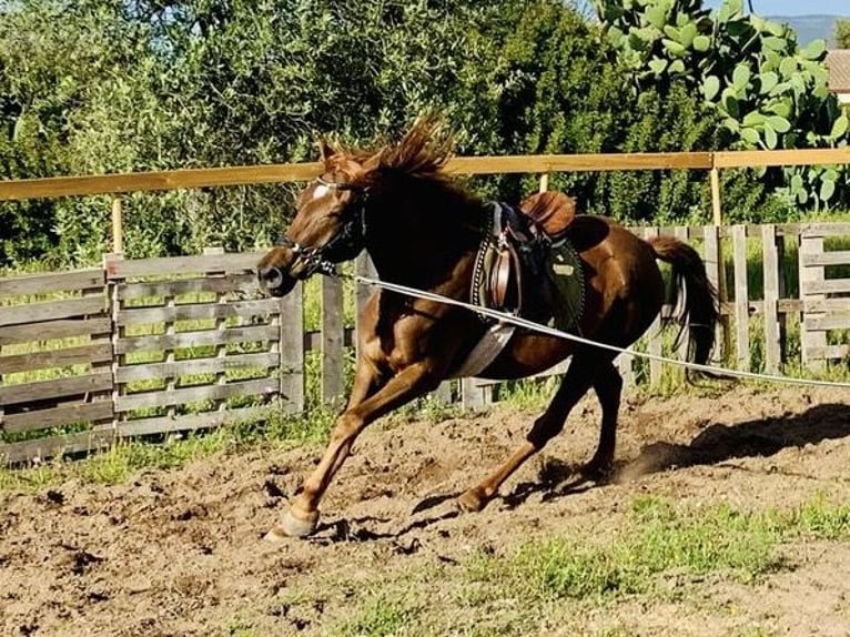 Pur-sang arabe Hongre 7 Ans 155 cm Alezan in Sorso