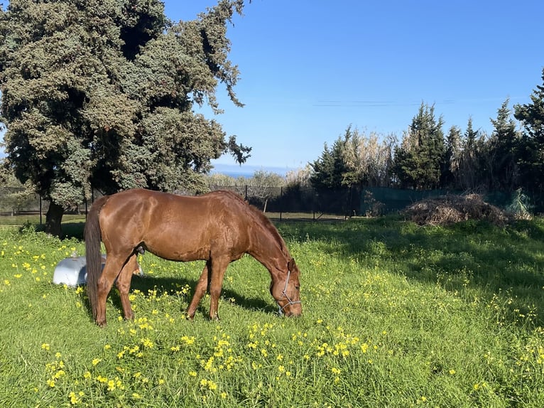 Pur-sang arabe Hongre 7 Ans 155 cm Alezan in Sorso