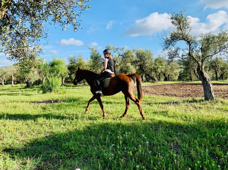 Pur-sang arabe Hongre 7 Ans 155 cm Alezan in Sorso