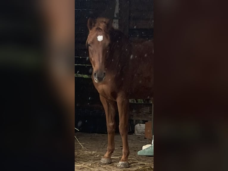 Pur-sang arabe Hongre 7 Ans 155 cm Alezan in Sorso