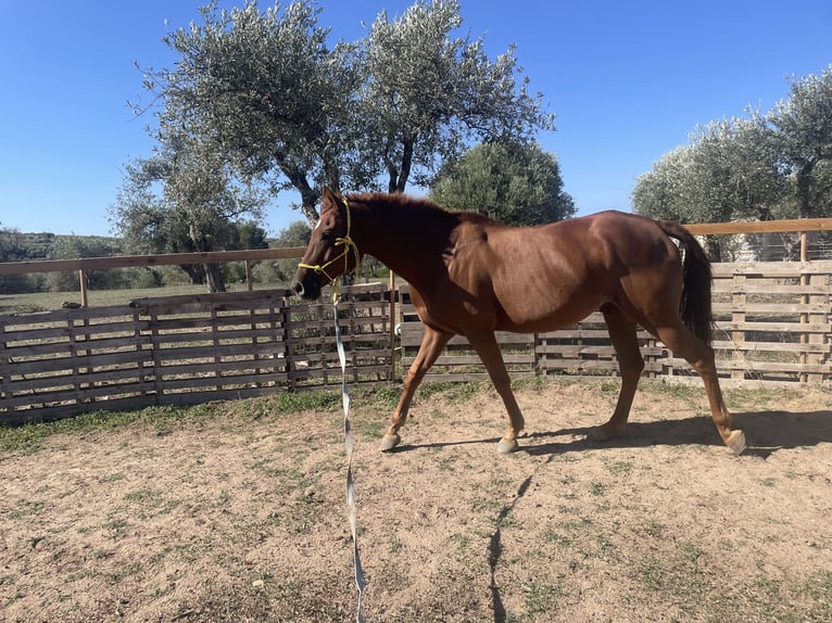 Pur-sang arabe Hongre 7 Ans 155 cm Alezan in Sorso