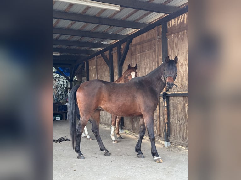 Pur-sang arabe Hongre 7 Ans 155 cm Bai in Berlin