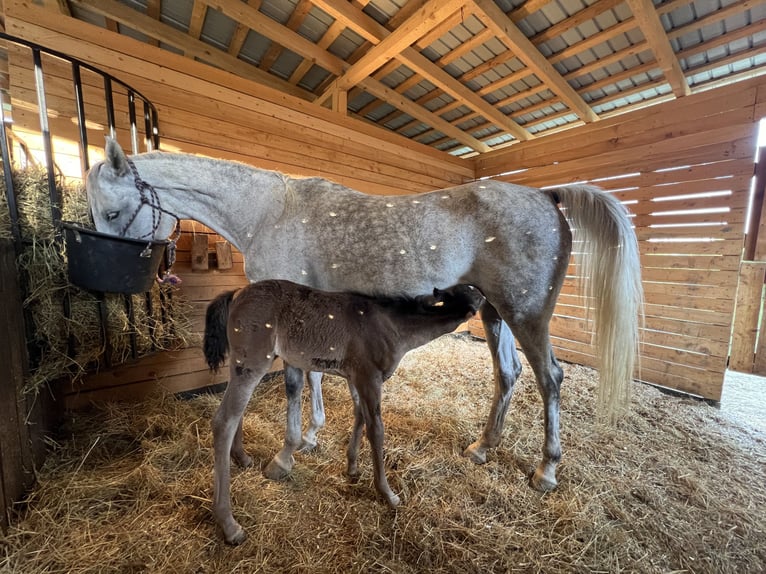 Pur-sang arabe Hongre 7 Ans 158 cm Gris in Ocina de Sus