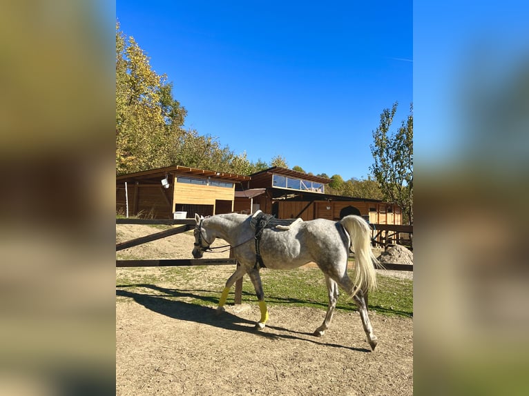 Pur-sang arabe Hongre 7 Ans 158 cm Gris in Ocina de Sus