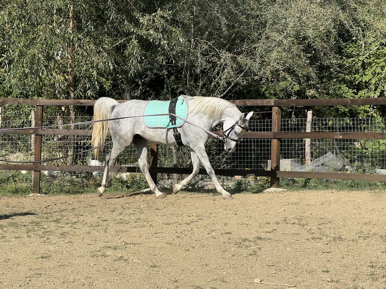 Pur-sang arabe Hongre 7 Ans 158 cm Gris in Ocina de Sus