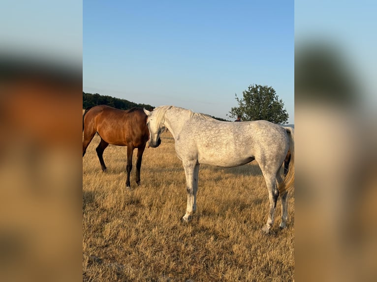 Pur-sang arabe Hongre 7 Ans 158 cm Gris in Ocina de Sus