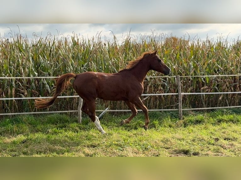 Pur-sang arabe Hongre 7 Ans 160 cm Alezan in Reinach AG