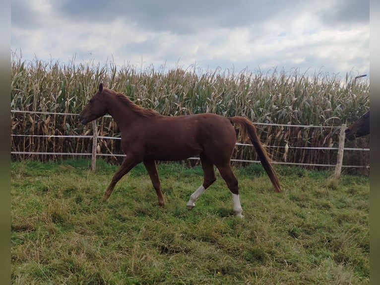 Pur-sang arabe Hongre 7 Ans 160 cm Alezan in Reinach AG