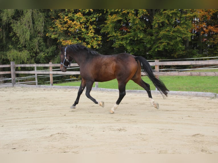 Pur-sang arabe Hongre 7 Ans 161 cm Bai brun in Gmunden