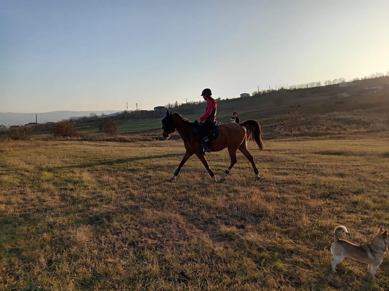 Pur-sang arabe Hongre 8 Ans 150 cm Bai cerise in Sibiu
