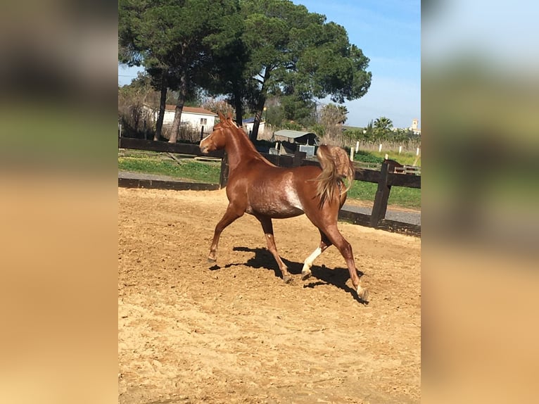 Pur-sang arabe Hongre 8 Ans 154 cm Alezan brûlé in Sevilla