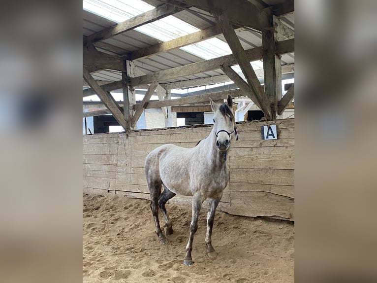 Pur-sang arabe Hongre 8 Ans 155 cm Gris in dordogne