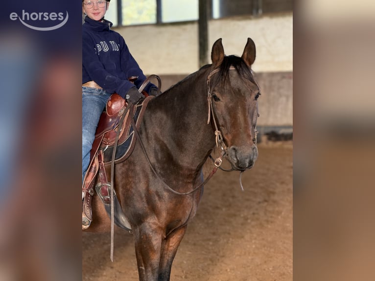 Pur-sang arabe Hongre 9 Ans 155 cm Bai brun in Herzberg am Harz