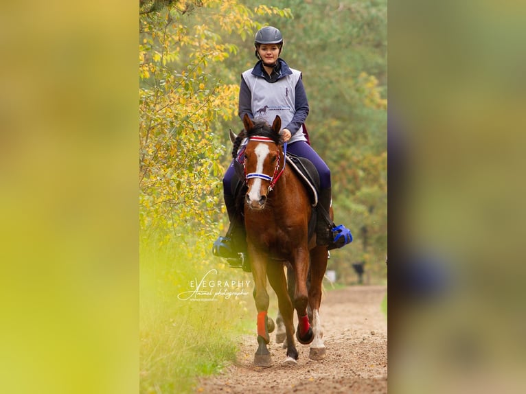 Pur-sang arabe Hongre 9 Ans 155 cm Bai in Zuidveld