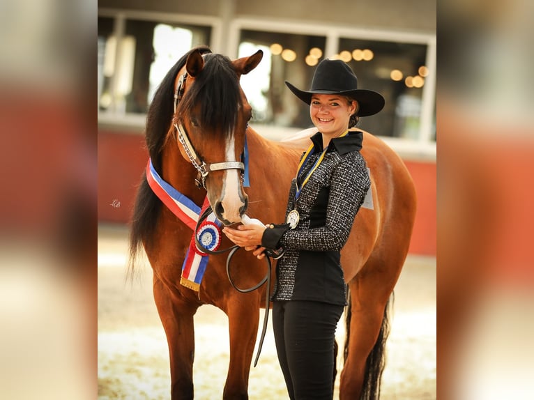 Pur-sang arabe Hongre 9 Ans 155 cm Bai in Zuidveld