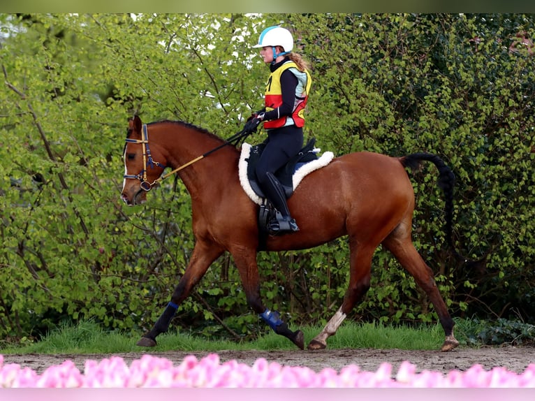 Pur-sang arabe Hongre 9 Ans 155 cm Bai in Zuidveld
