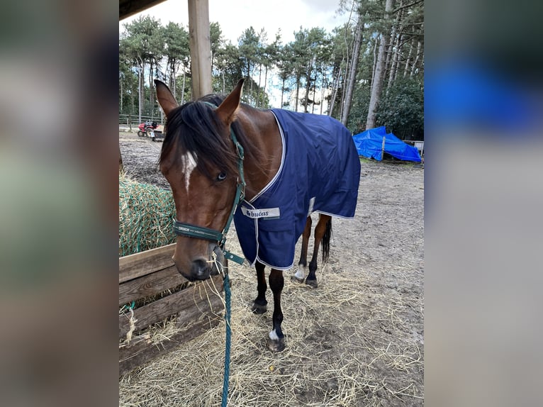 Pur-sang arabe Hongre 9 Ans 158 cm Bai cerise in Ossendrecht