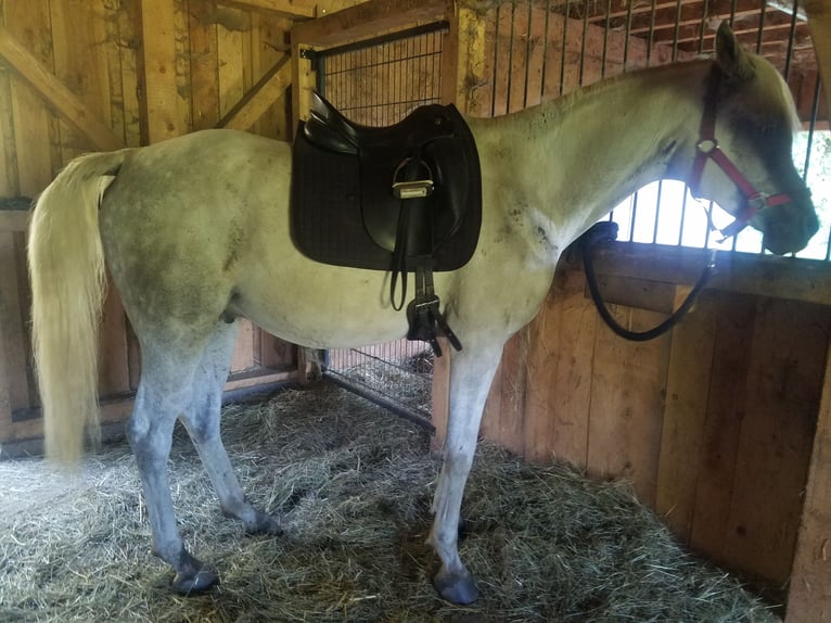 Pur-sang arabe Hongre 9 Ans 159 cm Gris in Hauzenberg