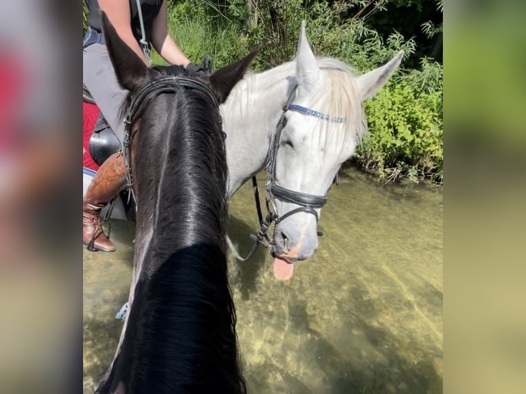 Pur-sang arabe Hongre 9 Ans 160 cm Gris in Fraunberg
