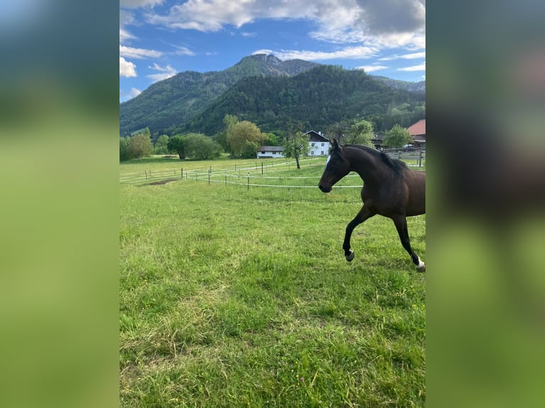 Pur-sang arabe Hongre 9 Ans 161 cm Bai brun in Gmunden