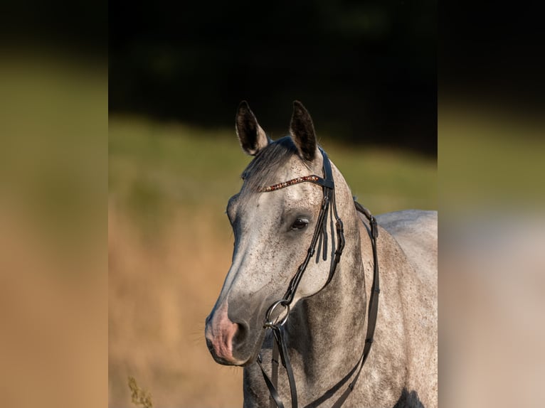 Pur-sang arabe Jument 10 Ans 148 cm Gris pommelé in Löwenberger Land