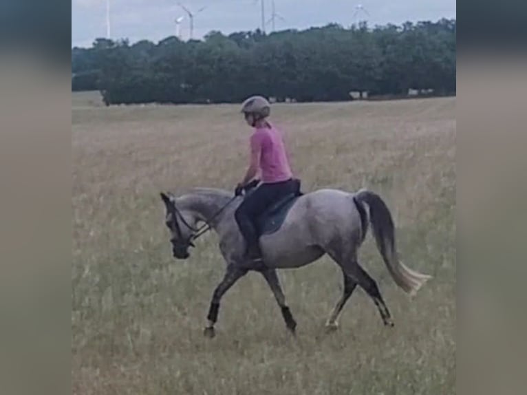 Pur-sang arabe Jument 10 Ans 148 cm Gris pommelé in Löwenberger Land