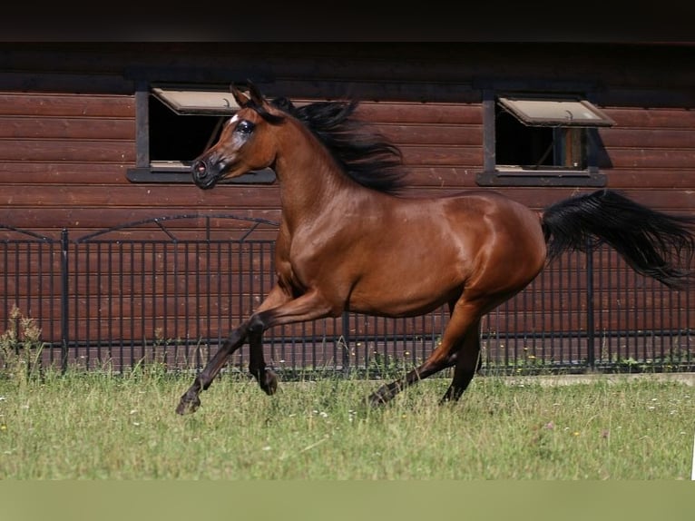 Pur-sang arabe Jument 10 Ans 151 cm Bai cerise in Leśniowice