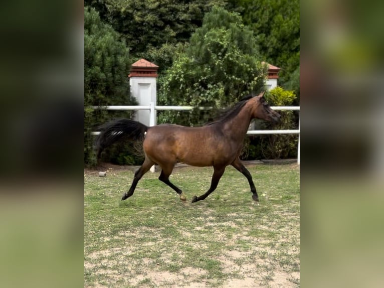 Pur-sang arabe Jument 10 Ans 151 cm Bai in STESZEW