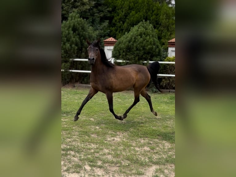 Pur-sang arabe Jument 10 Ans 151 cm Bai in STESZEW