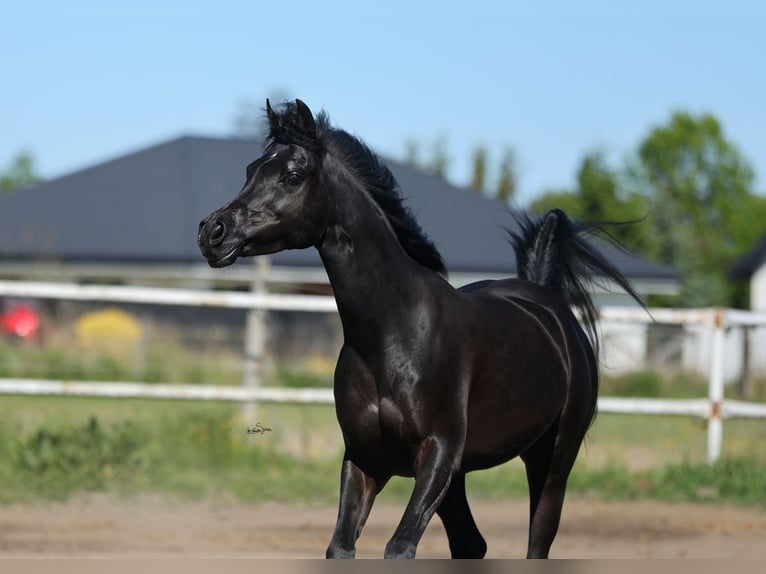 Pur-sang arabe Jument 10 Ans 153 cm Noir in Lodz