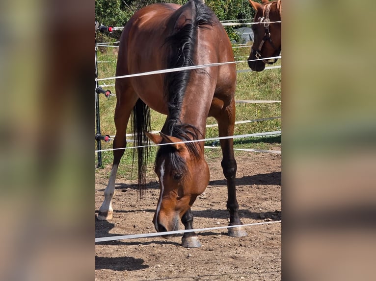 Pur-sang arabe Jument 10 Ans 155 cm Bai in Theresienfeld